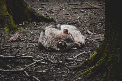 Close-up of an wolf sleeping