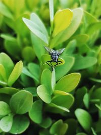 Close-up of fly on leaf