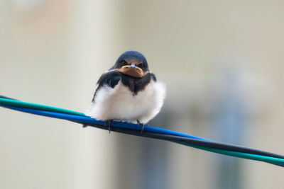 Close-up of bird perching outdoors