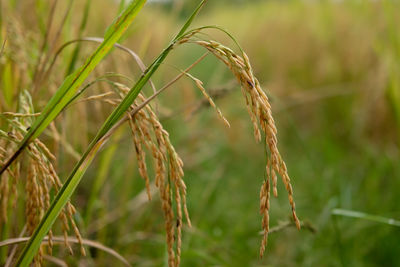 Close-up of wheat growing on field
