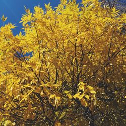 Close-up of yellow flowers