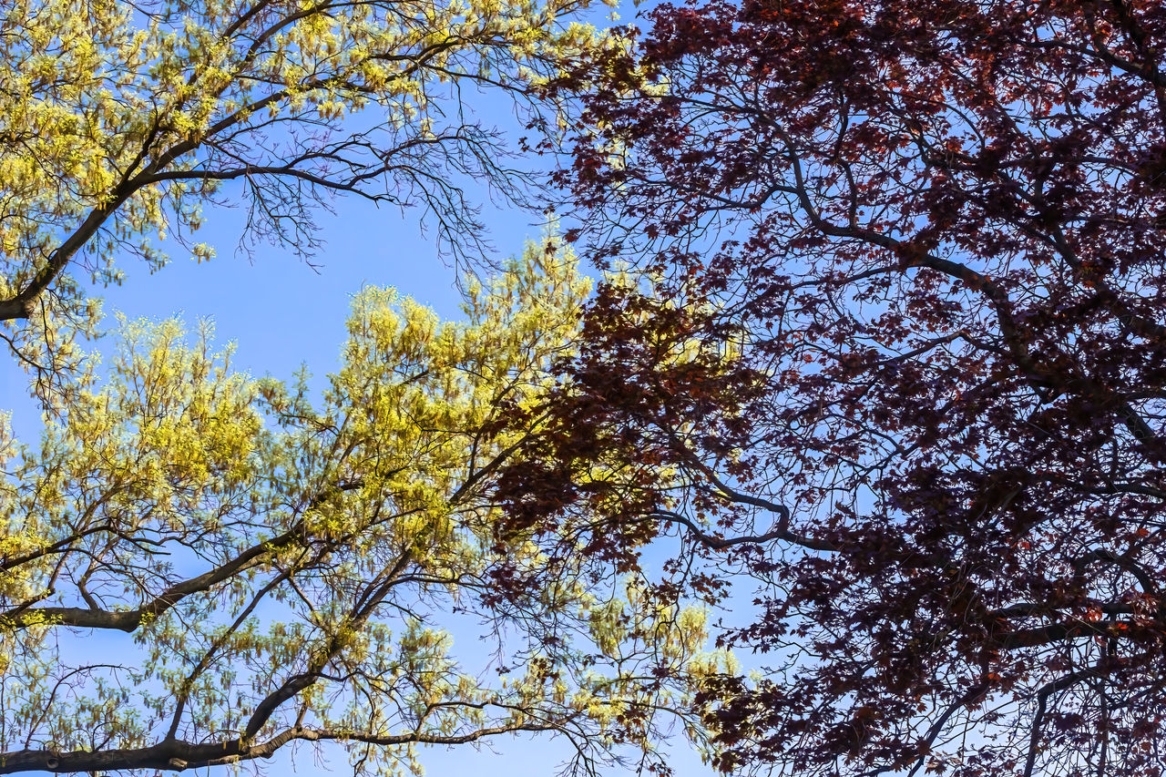 tree, plant, low angle view, sky, leaf, branch, growth, beauty in nature, nature, autumn, no people, tranquility, day, sunlight, outdoors, flower, clear sky, scenics - nature, woodland, tree canopy, blue