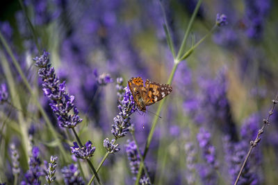 Close-up of butterfly pollinating on purple flower