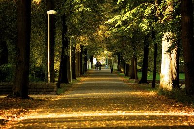 People walking on road amidst trees