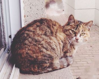 Cat sitting on floor