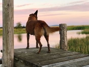 Dog standing on wood against sky during sunset
