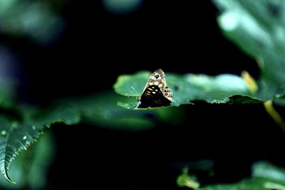 Close-up of butterfly on leaf