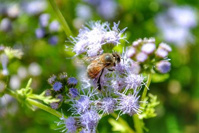 Close-up of bee on lavender