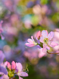 Close-up of pink cherry blossoms
