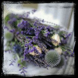 Close-up of purple flowers