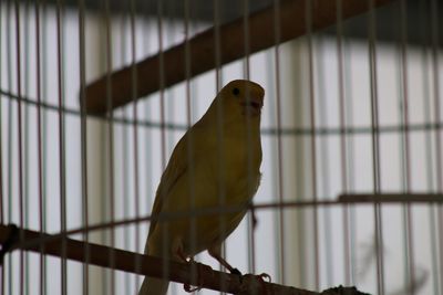 Close-up of parrot perching in cage