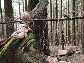 Trees growing in forest