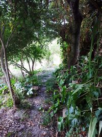 Trail amidst trees in forest