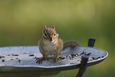 Close-up of squirrel on feeder