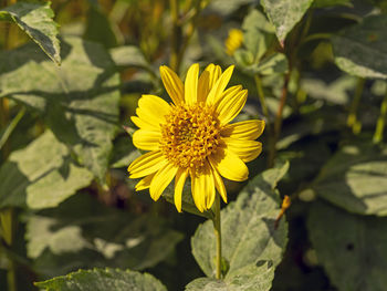 Close-up of yellow flower