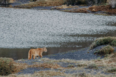 Side view of mountain lion standing by lake