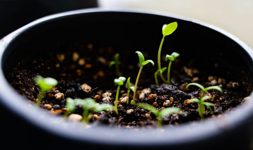 New life during the covid-19 outbreak, started growing some tomatoes.