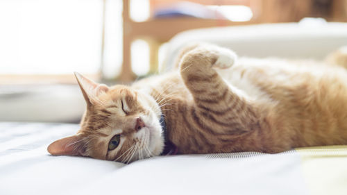 Close-up of cat lying on bed