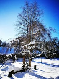 Trees against sky during winter