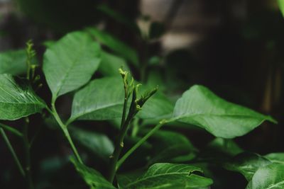 Close-up of green leaves