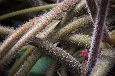 Close-up of cactus plant