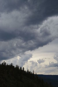 Low angle view of trees against sky