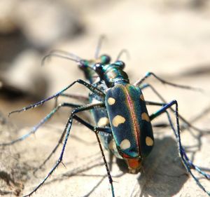 Close-up of insect