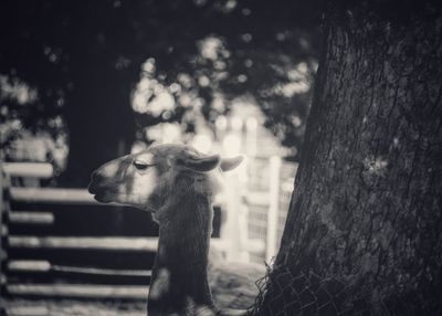 Close-up portrait of horse standing against trees