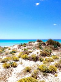 Scenic view of beach against clear blue sky