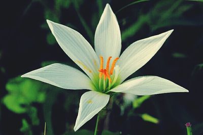 Close-up of white flower