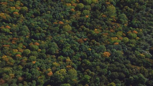 Full frame shot of trees