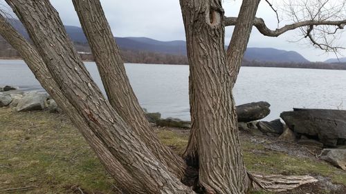 Scenic view of tree against sky