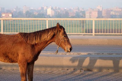 View of a horse on the land