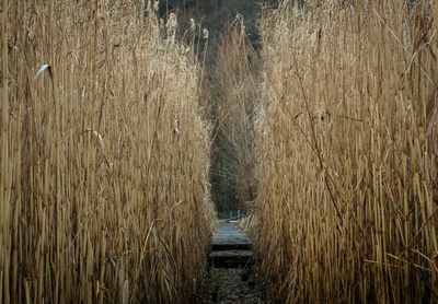 View of bamboo plants in forest