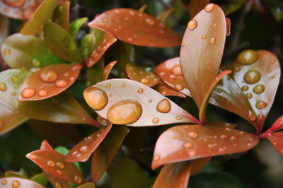 Close-up of water drops on leaves