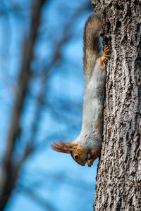Low angle view of squirrel on tree trunk