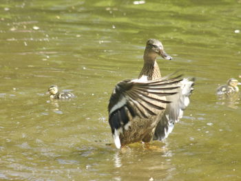 Close-up of duck swimming on lake