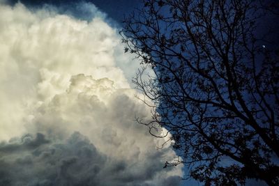 Low angle view of bare tree against sky
