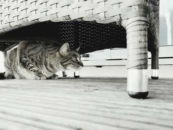 Cat relaxing at porch