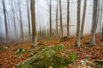 Plants and trees in forest