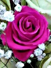 flower, petal, fragility, freshness, flower head, rose - flower, beauty in nature, growth, close-up, focus on foreground, plant, blooming, nature, bunch of flowers, in bloom, pink color, red, blossom, botany, rose