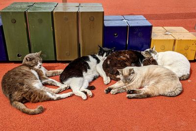 Cats sleeping together on red ground