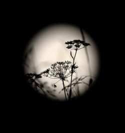 Close-up of flower over black background