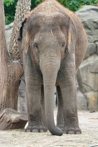 Close-up of elephant in zoo