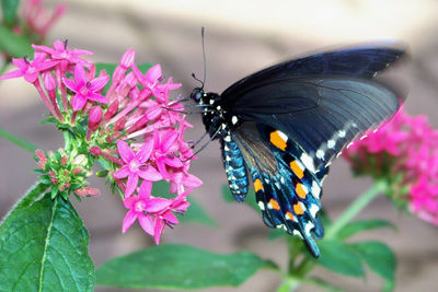 Close-up of butterfly on pink flowers