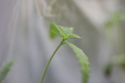 Close-up of plant