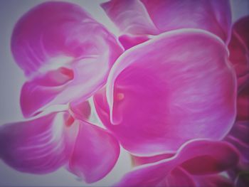 Close-up of pink flowers