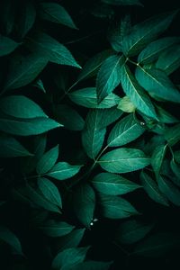 Green plant leaves texture in springtime