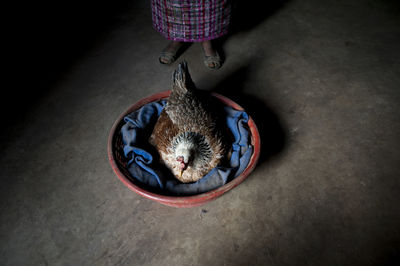 High angle view of fowl in the basket in guatemala. 