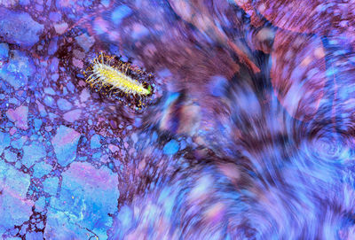 Abstract photograph of a moving biofilm surface